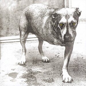 Alice In Chains ‎– Alice In Chains CD