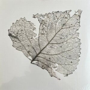 The Telescopes – Hungry Audio Tapes LP