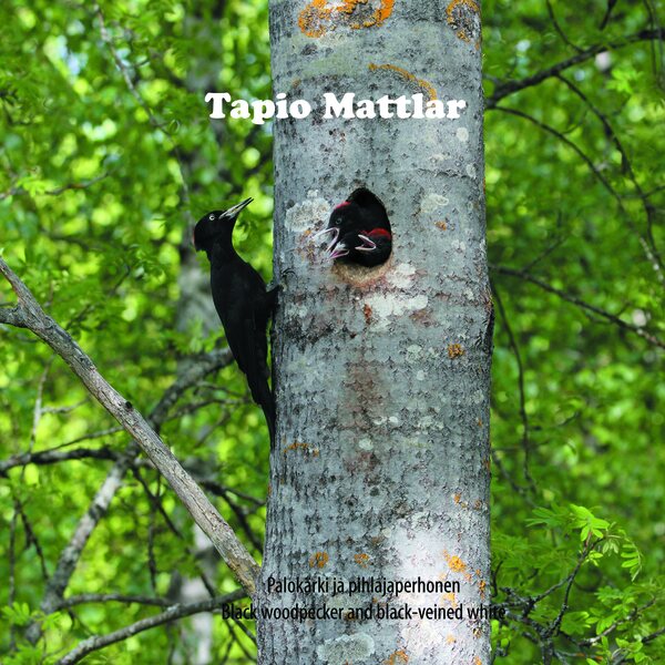 Tapio Mattlar – Palokärki ja pihlajaperhonen CD